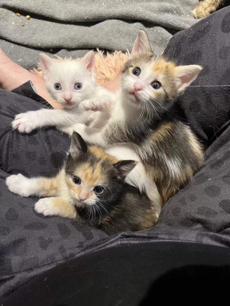 Happy kittens relaxing safely at foster home