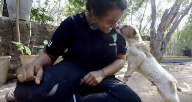 Rescued dog during recovery playing with one of the vet staff