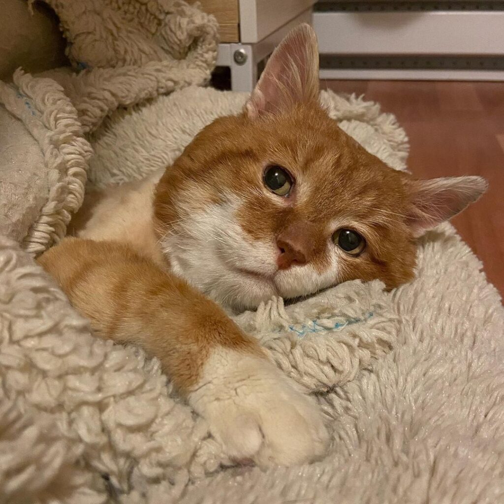 Cat crying because her owner passed away 