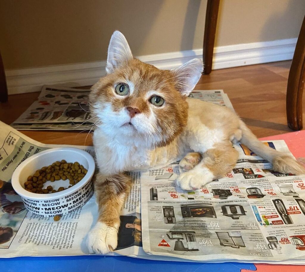 After her owner died, cat has been held by his daughter 