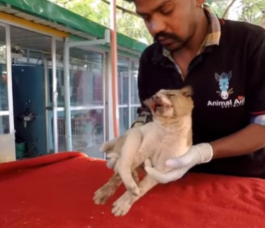 Severely injured puppy getting professional help 