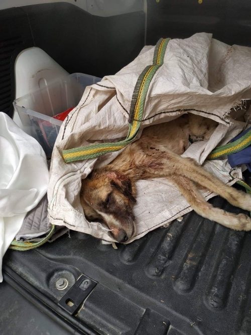 Abandoned dog found in a pile of rubble in bad health condition 