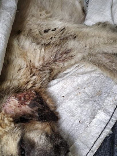 Dog in serious bad health conditions covered in worms, fleas, ticks and lice