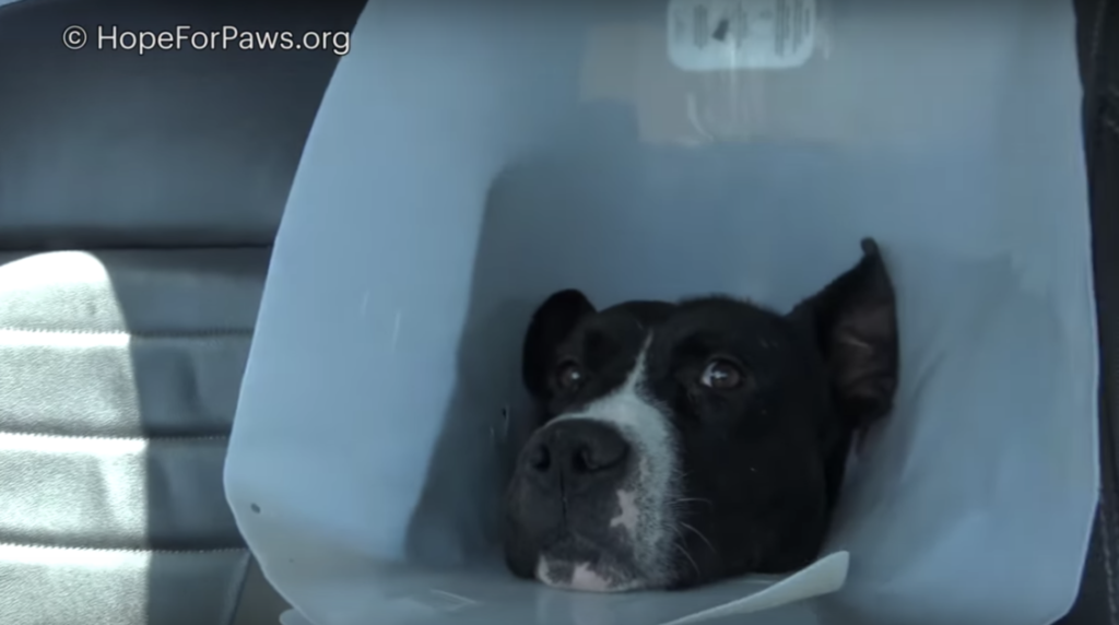 Dog after surgery 