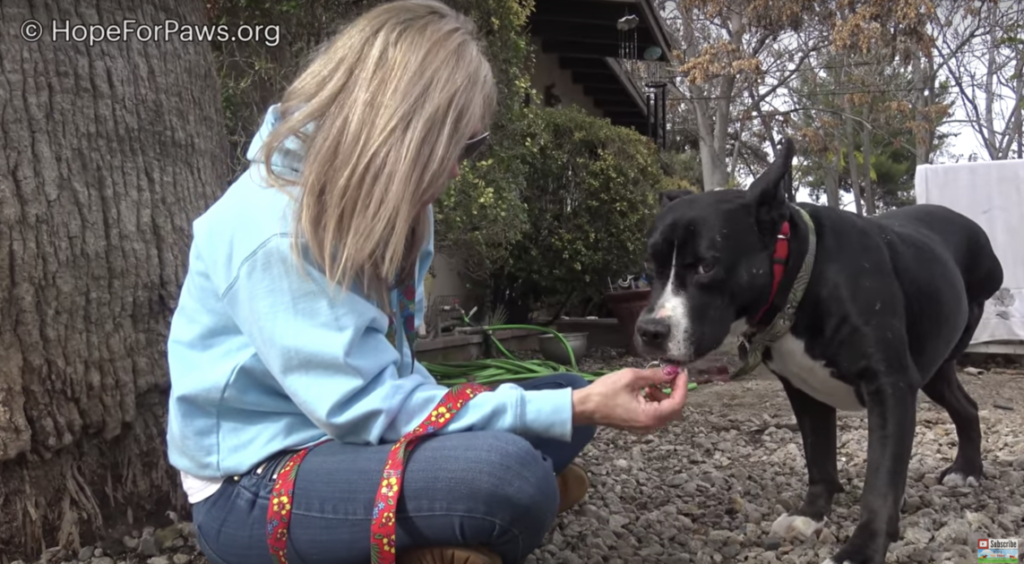 Dog waiting for adoption 