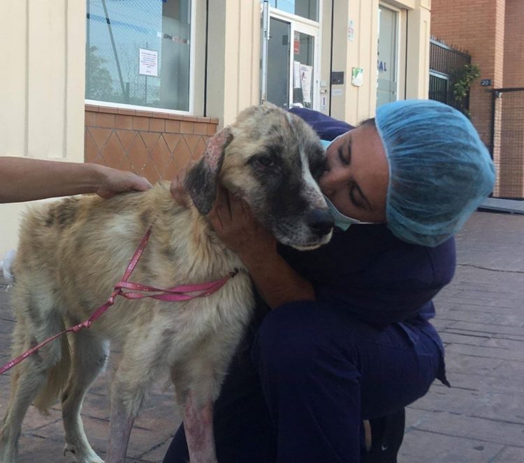 Rescued dog being loved and cared about