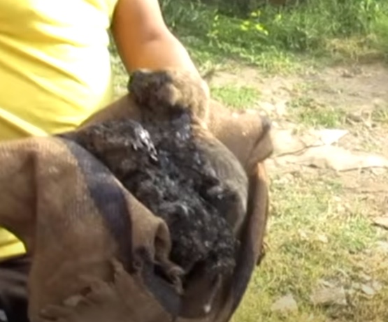 Rescued puppies after being accidentally stuck in a tar