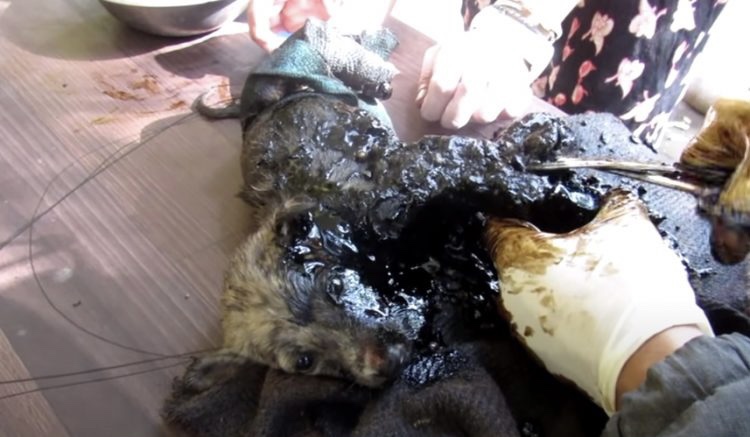 Puppy being cleaned from sticky black paste