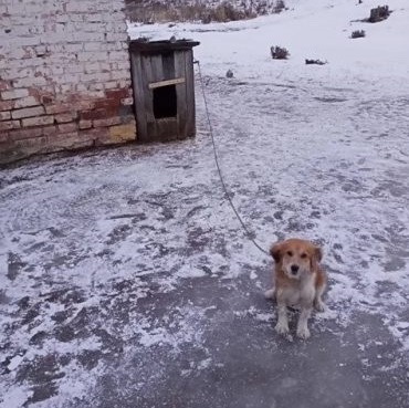 Dog was left alone in freezing cold weather with a little amount of food.