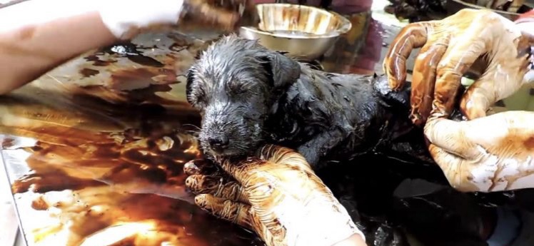 Puppy being cleaned with oil in order to remove sticky black paste