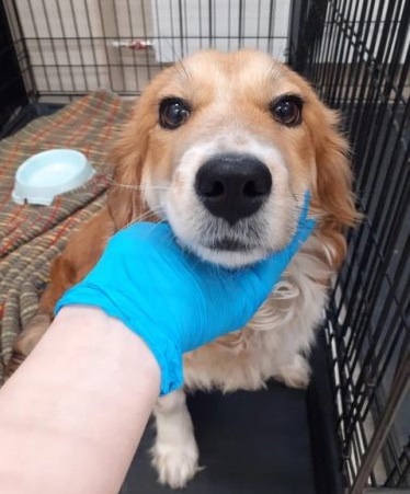 Puppy at the shelter waiting for adoption 