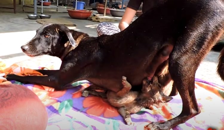 Puppies being fed by their mother 