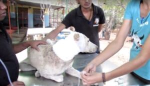 Rescue dog being taken care of by the shelter staff