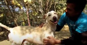 Happy dog with a bright smile