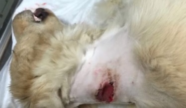 Purposely injured dog with a gunshot wound on neck