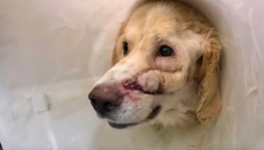 Seriously injured dog with a big wound on face