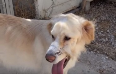 Rescue dog during recovery 