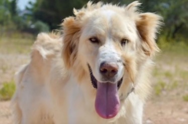 Happy dog with a bright smile and shiny fur