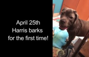 Dog barks for the first time after his surgery 