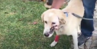 Rescue dog enjoying outdoor time after being in a operating room for days