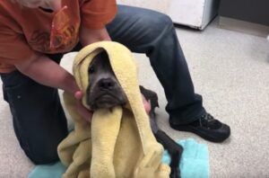 Dog stands on his foot for the first time after his surgery 