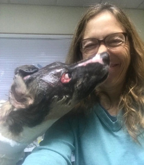 Dog with the vet who is treating him