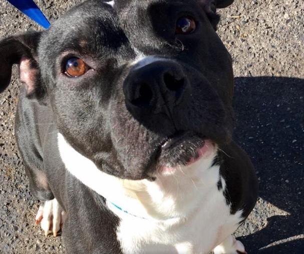 Rescued dog form the streets, after he was found searching for food 