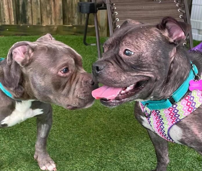 Rescued dog with her new brother dog