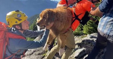 Injured Golden Retriever in safe hands