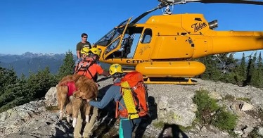 North Shore Rescue saves a Golden Retriever after being injured in the mountains