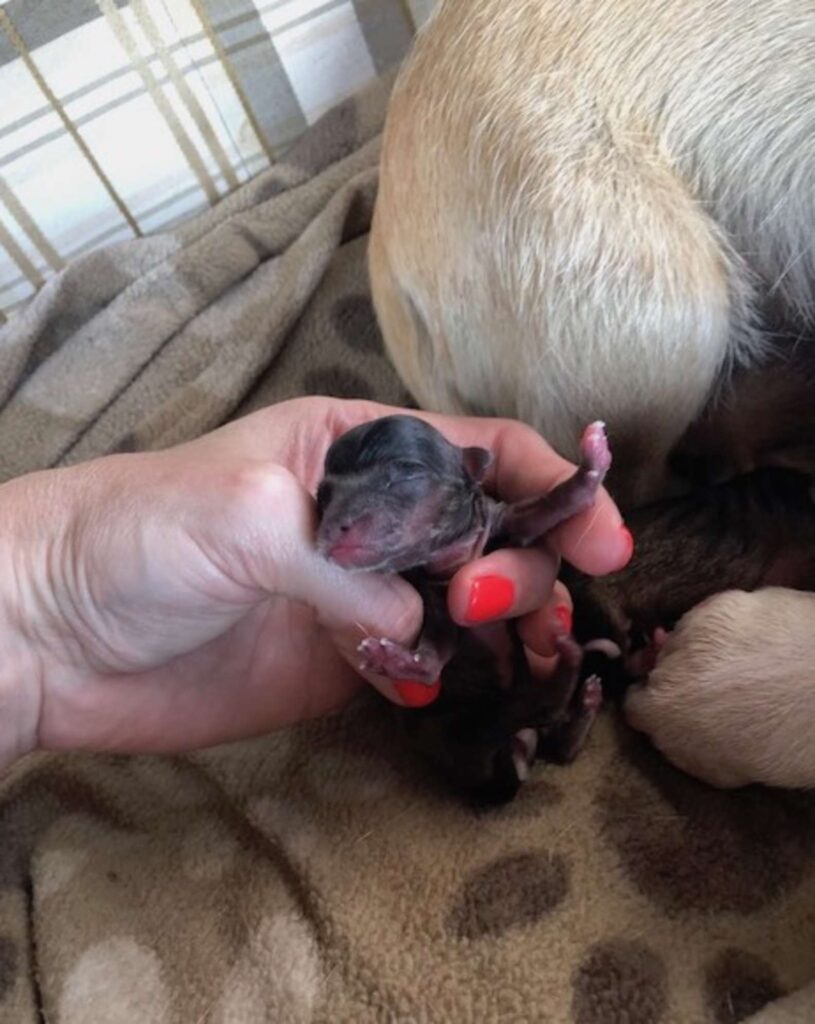 Dog giving birth unexpectedly in the back of the car