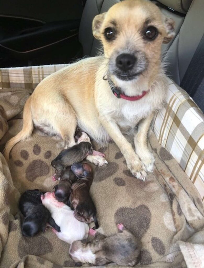 Happy mom dog with her new born puppies