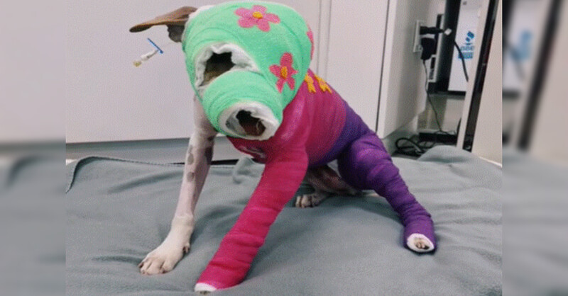 Injured dog completely covered in bandage in order to heal burn wounds