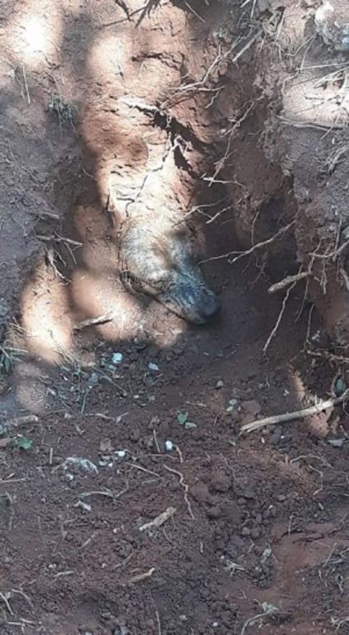 Dog buried under kilos of earth