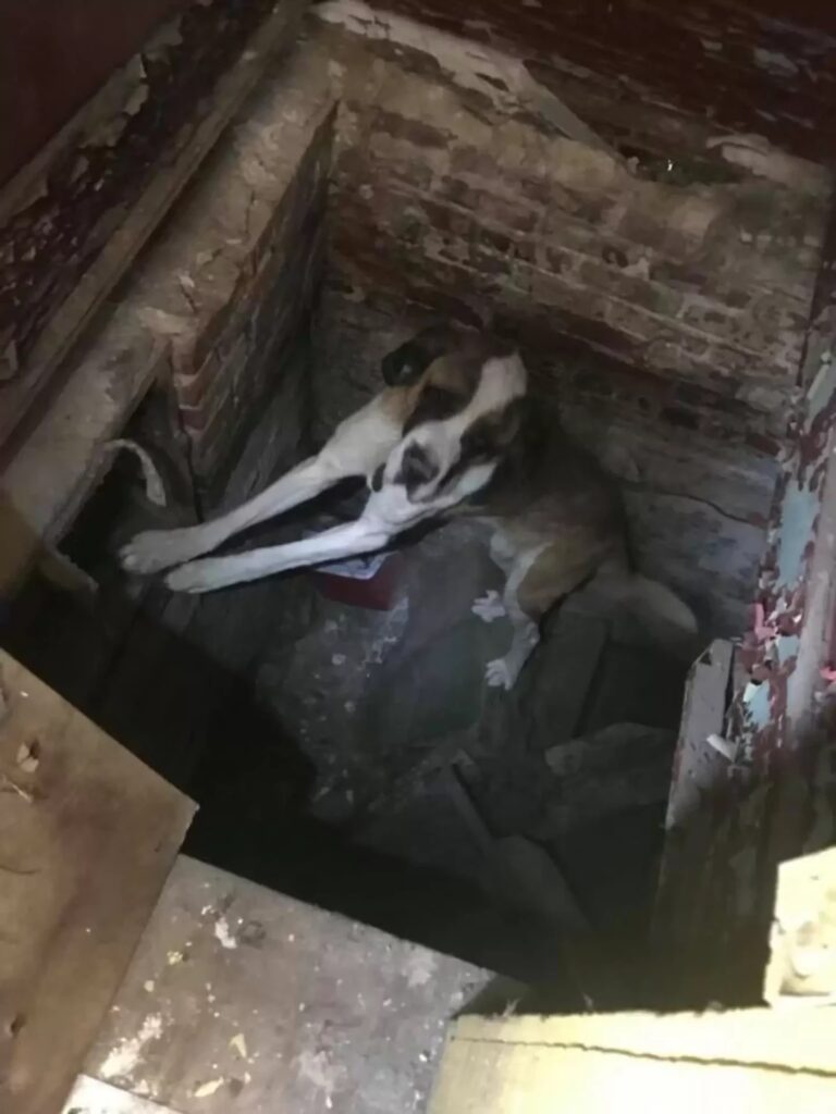 Stolen dog locked in the basement of an abandoned house with no food and water