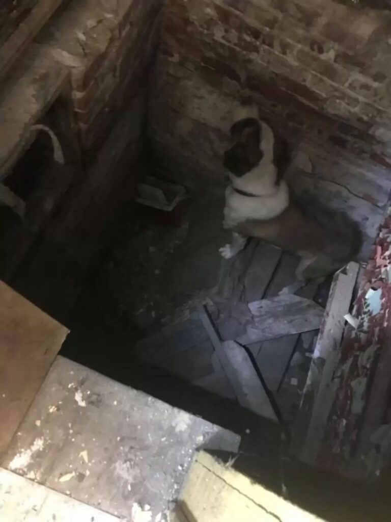 Stolen dog surviving in the basement of an abandoned house without food and water