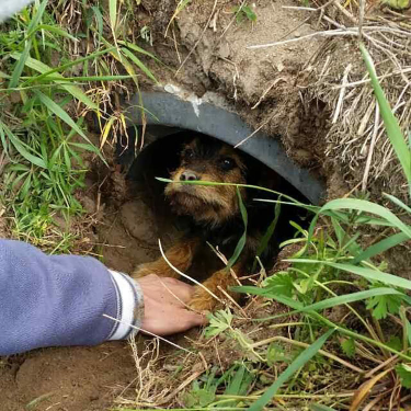 Stray puppy found in a ditch in poor health condition