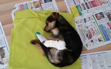 Rescue puppy with broken legs starts treatment