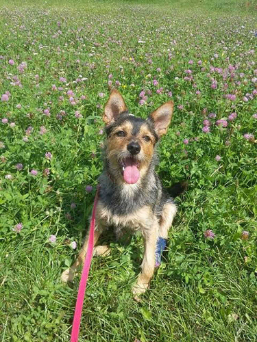 Happy dog smiling brightly 