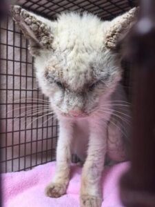 Abandoned kitty has lost his sight due to poor living