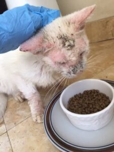 Rescue cat eats a proper meal since he cannot remember 