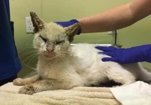 Rescue cat doing examinations at the vet