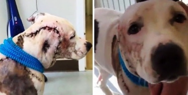 Bait dog used for fighting has critical wounds in head that are difficult to be treated