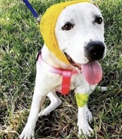 Cheerful puppy during recovery 