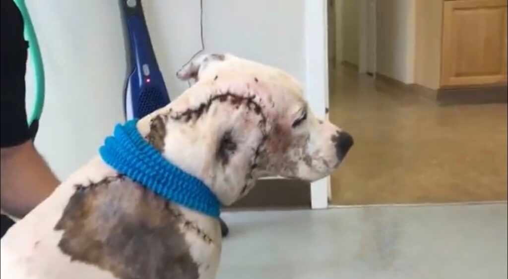 Bait dog with critical wounds in her body finally has medical treatment