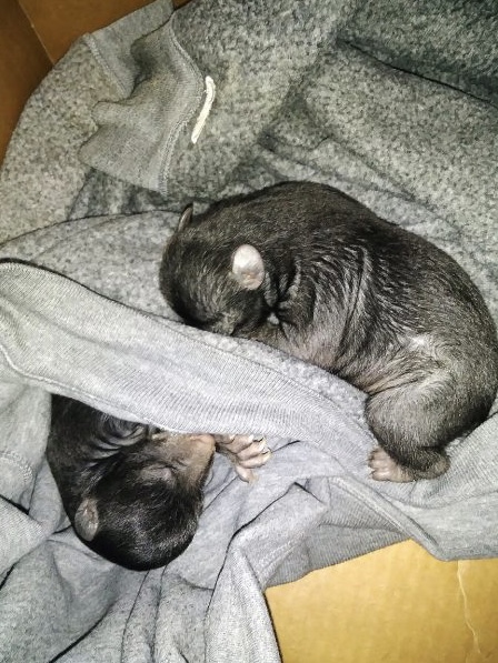 New born bears find themselves inside a cardboard box far away from their mom