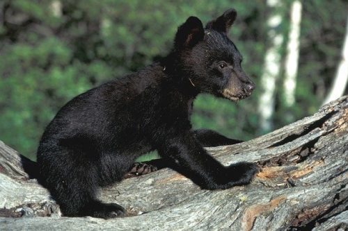 Rescue bear at the zoo