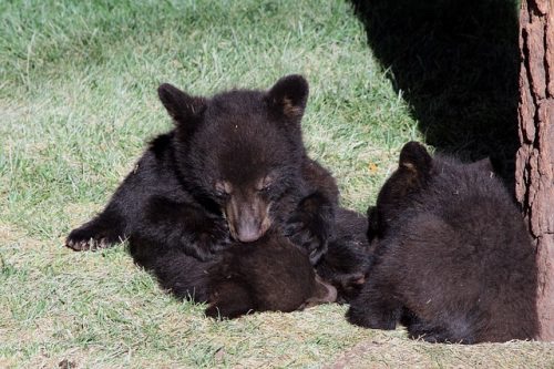 Rescue brother bears at the zoo