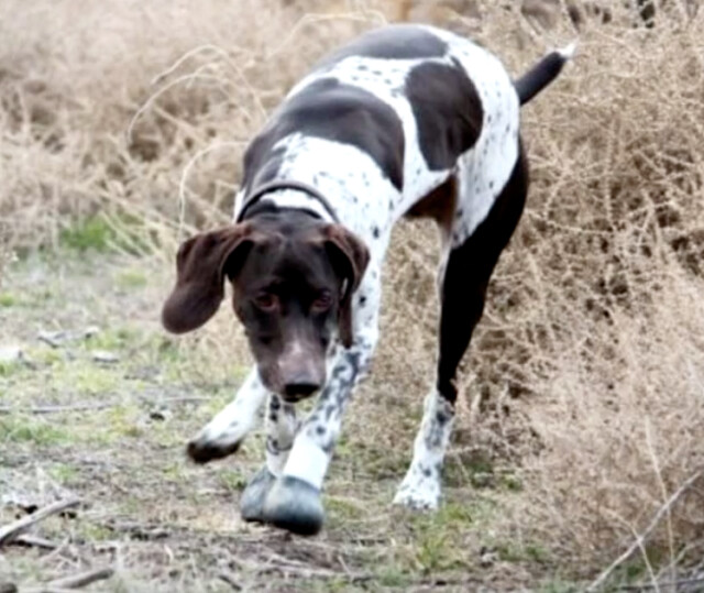 Dog gets bitten by a rattlesnake during a random walk