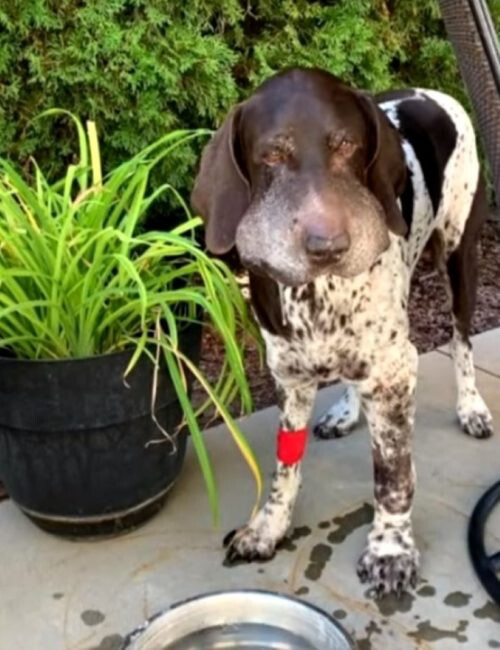 Dog bitten by a rattlesnake during recovery 